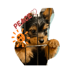 PEACE_20200417141938