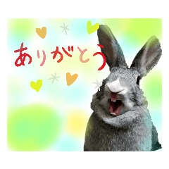 うさぎのビスケ