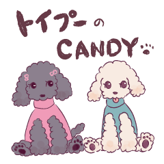 MY toy poodle Candy