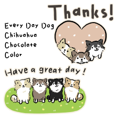 Every Day Dog Chihuahua Chocolate Color