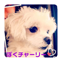 Charlie_20200418020353