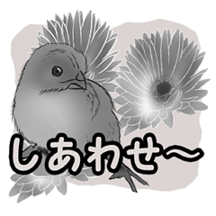 白黒の鳥たち（日本語）