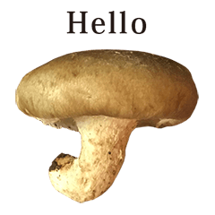 shiitake mushroom 5 English