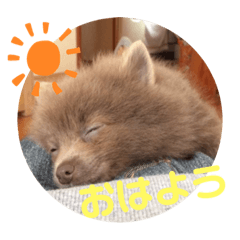 satorock's sticker