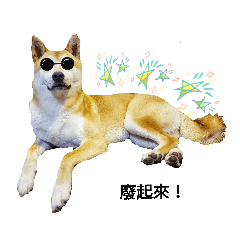 Shiba Hachi柴柴2