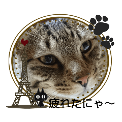 my cat nya!