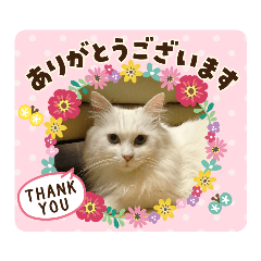 aoi-stickers