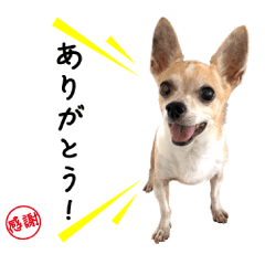 Smooth Chihuahua, Lime!