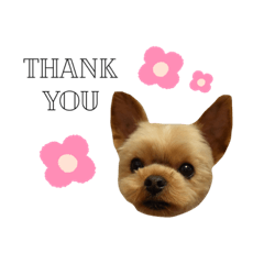 Yorkshire terrier Azu