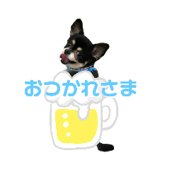 Chihuahua Lu-chan Part.2