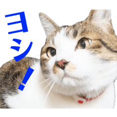 puku_20200419001335