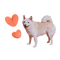 White-Shibainu"MUKU"2