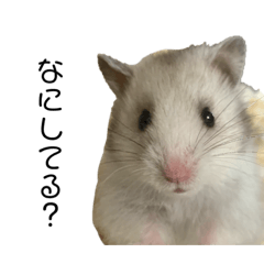 miyA_20200418181623japa