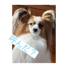 hana_20200419095526