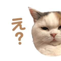 UTOCAT