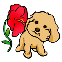 Mini Poodle-Kimi's Daily Life