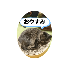 marumaru_20200419113901