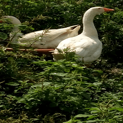 White goose bathing