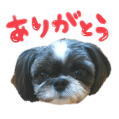 suzu_20200419105128