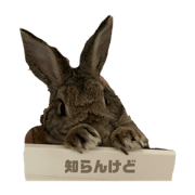 mizuki_20200419125305