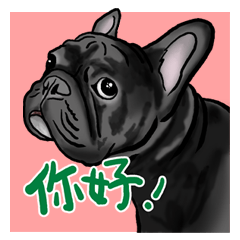 french bulldog's TOYkun Taiwan version