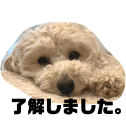 toypoodles komomo part.3