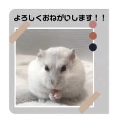 hamster12150126