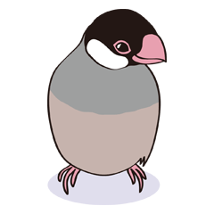 Chubby the Java Sparrow