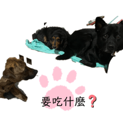 大尾 小琥 辣妹