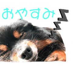 satoshi_20200419hana