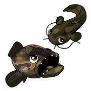 catfish & snakehead