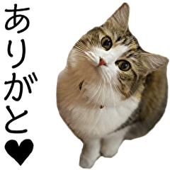 Ciuri Cat Sticker