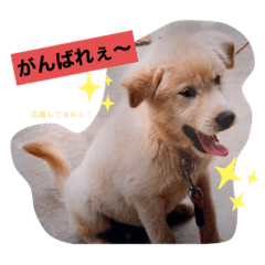 favorite dog ... purin!!!!