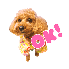 Momo is so cute!