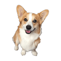 Corgi_coron