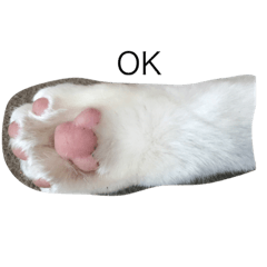 chisa_Neko chibi shiro