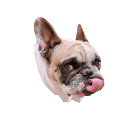 Leon_french bulldog
