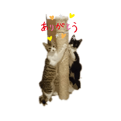 akiko_20200421081107