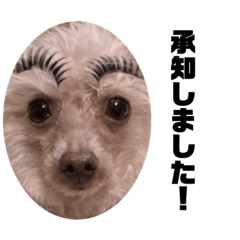 alpaca dog  Tsunayoshi 2