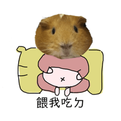 花家天竺鼠3隻豬寶寶