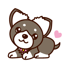 Chi-chan of Chihuahua dog.
