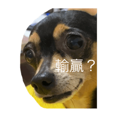 Andy的臉會說話