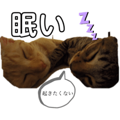 rukiyan_CAT