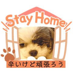 chiitan_20200421090120