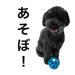 toy poodle popu