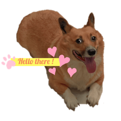 cookiejellygirls