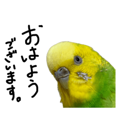 kawaii510767046inkos121218704mypet516481