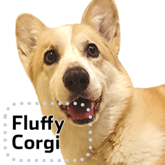 Corgi the cutest lowrider