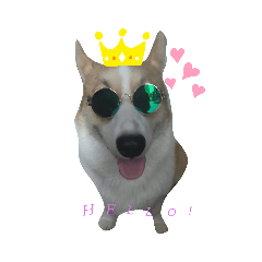 柯基犬U Ni的日常