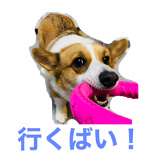 kogi-m